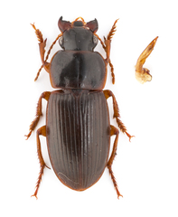 Harpalus somnulentus