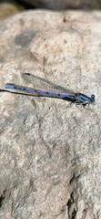 Argia carlcooki