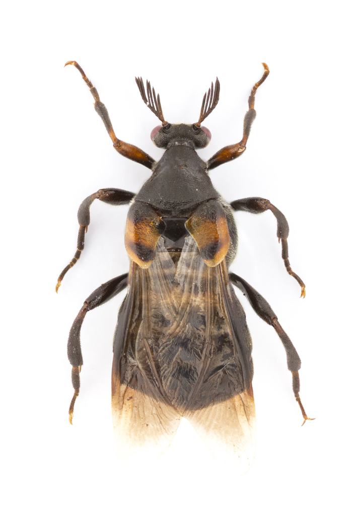 Ripiphorus fasciatus