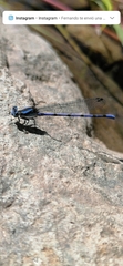 Argia carlcooki