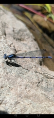 Argia carlcooki