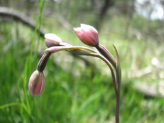 Thelymitra rubra