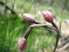 Thelymitra rubra