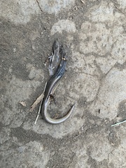 Panaspis wahlbergii