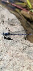 Argia carlcooki