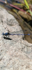 Argia carlcooki