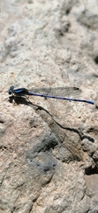 Argia carlcooki