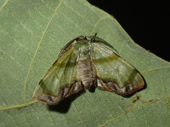 Achrosis innotata
