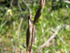 Thelymitra rubra