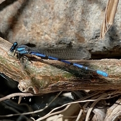 Argia carlcooki