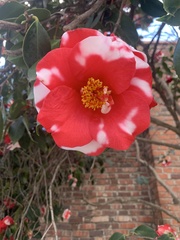 Angiospermae