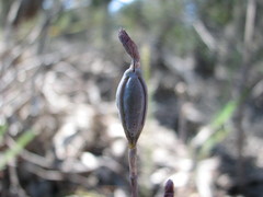 Thelymitra rubra