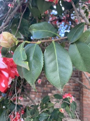 Angiospermae