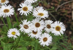 Erigeron arizonicus