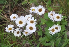 Erigeron arizonicus