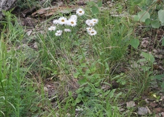 Erigeron arizonicus