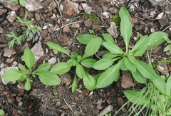 Erigeron arizonicus