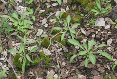 Erigeron arizonicus