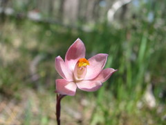Thelymitra rubra