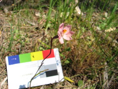Thelymitra rubra