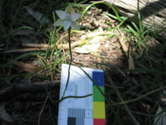 Thelymitra albiflora