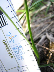 Thelymitra albiflora