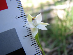 Thelymitra albiflora