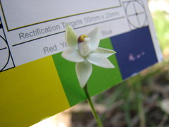 Thelymitra albiflora