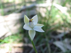 Thelymitra albiflora