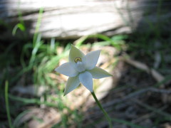 Thelymitra albiflora