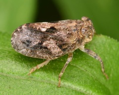 Thionia elliptica