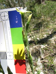 Thelymitra albiflora