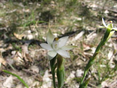 Thelymitra albiflora