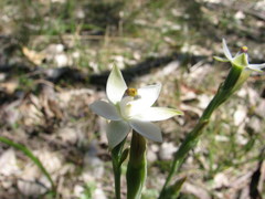 Thelymitra albiflora