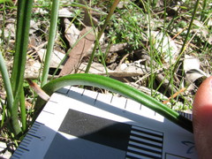 Thelymitra albiflora