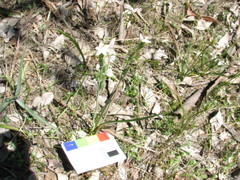 Thelymitra albiflora