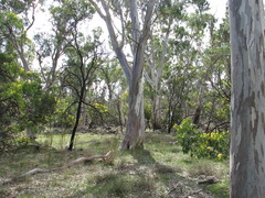 Thelymitra albiflora