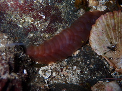 Hololepida magna