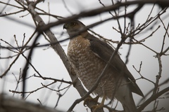 Accipiter cooperii