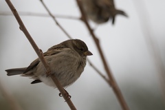 Passer domesticus