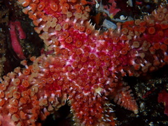 Orthasterias koehleri