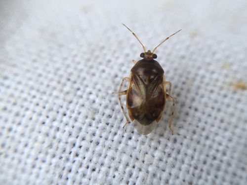 Trumpoji Žolblakė nuotrauka