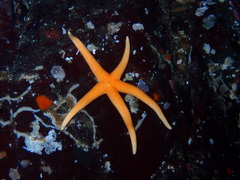 Henricia leviuscula