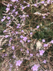 Limonium companyonis