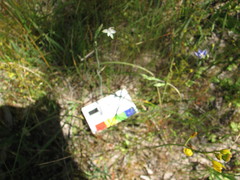 Thelymitra albiflora