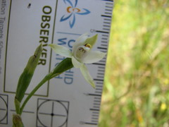 Thelymitra albiflora