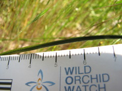 Thelymitra albiflora