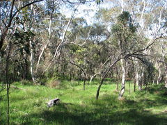 Thelymitra albiflora