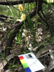 Thelymitra antennifera