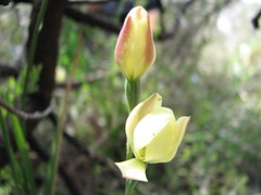 Thelymitra antennifera